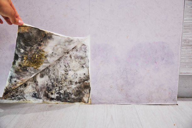 Best Commercial Mold Removal  in Craig Beach, OH